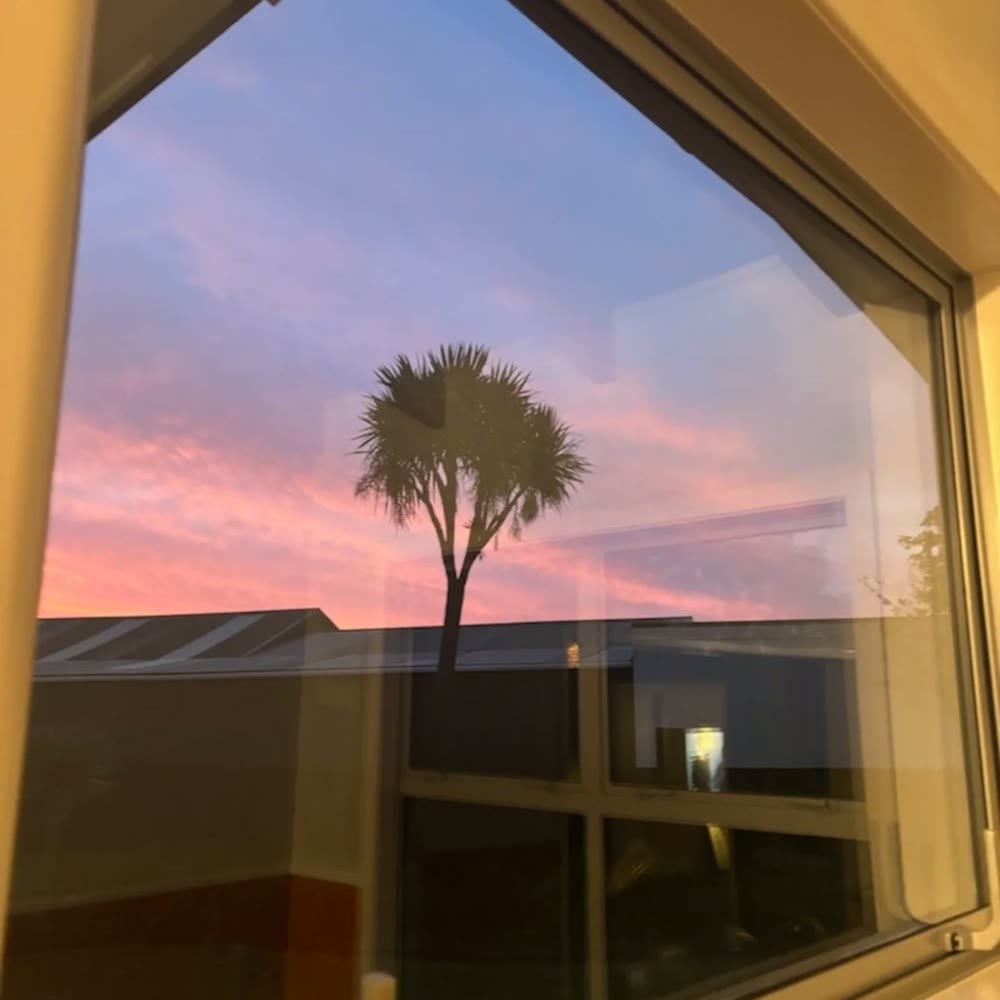 Palm tree view through spotless clean glass, Auckland